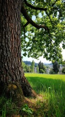 Lush green field with towering oak tree