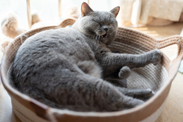 British shorthair cat prepares to sleep in a fabric cat bed under a bay window in the evening sun