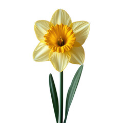 Isolated yellow daffodil flower on black background spring bloom blossom on transparent background