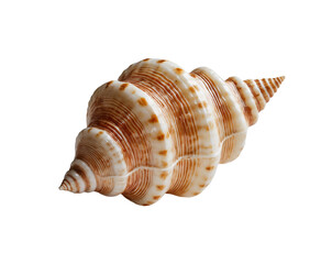 Captivating Auger Shell, A Study in Spiraling Form and Delicate Markings, Showcasing Nature's Exquisite Detail on a Simple Plain Surface with a Narrow Twist