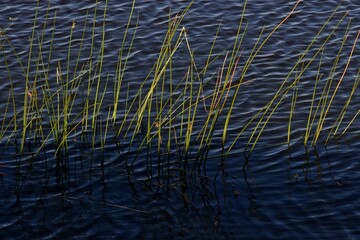 Serene river Scene with Reeds Emerging from Clear Water