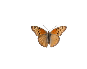 Fototapeta premium Captivating brimstone butterfly in mid flight displaying its vibrant colors and intricate wing patterns against a contrasting backdrop enhancing the beauty of nature