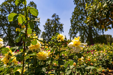 a gorgeous spring landscape with colorful flowers at at Huntington Library and Botanical Gardens in San Marino California USA