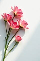 Delicate petals unfolding on a crisp white surface, simplicity, minimalist, flowers