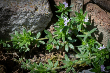 Sherardia arvenis, blue field-madder, wildflower blooms