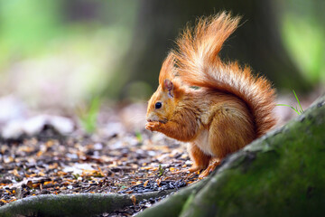 Adorable Squirrel Foraging in a Tranquil Forest.