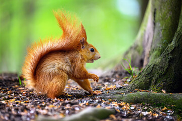 Adorable Squirrel Foraging in a Tranquil Forest.