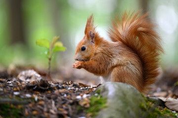 Adorable Squirrel Foraging in a Tranquil Forest.