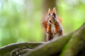 Adorable Squirrel Foraging in a Tranquil Forest.