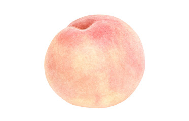 桃 イラスト 水彩 白桃