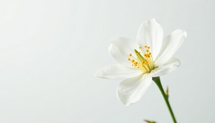 Fototapeta premium Delicate white flower blossom against pure white backdrop, purity, close-up, vibrant