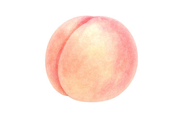 桃 イラスト 水彩 白桃