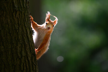 Adorable Squirrel Foraging in a Tranquil Forest.