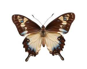 Captivating Close-Up of a Chocolate Albatross Butterfly with Exquisite Wing Patterns on an Isolated Setting Showcasing its Natural Beauty and Delicate Details