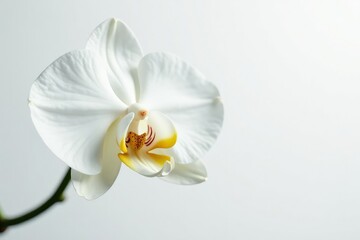 Delicate white orchid blossom, pristine petals against pure white backdrop, floral, macro, spring