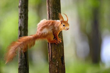 Adorable Squirrel Foraging in a Tranquil Forest.