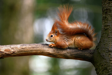 Adorable Squirrel Foraging in a Tranquil Forest.