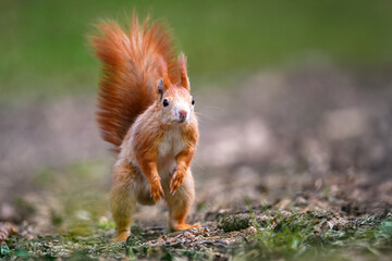 Adorable Squirrel Foraging in a Tranquil Forest.