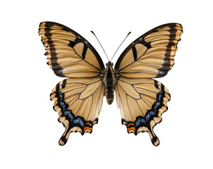 Captivating close-up of a comma butterfly with uniquely ragged wing edges, revealing intricate patterns and textures on its delicate wings against a neutral backdrop