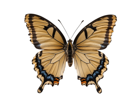 Captivating close-up of a comma butterfly with uniquely ragged wing edges, revealing intricate patterns and textures on its delicate wings against a neutral backdrop