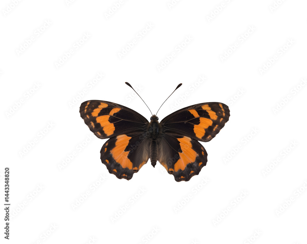 Poster captivating close-up of a small tortoiseshell butterfly showcasing intricate wing patterns and delic