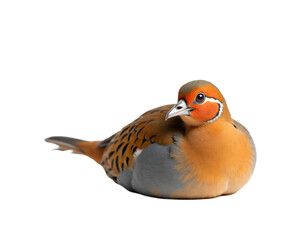 Captivating Close-Up of a Vibrant Partridge, A Detailed Portrait Showcasing the Bird's Exquisite Plumage and Unique Facial Markings in Striking Detail