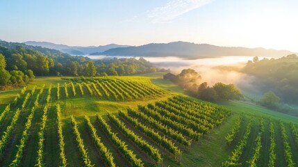 Lush vineyard landscape at sunrise, misty hills