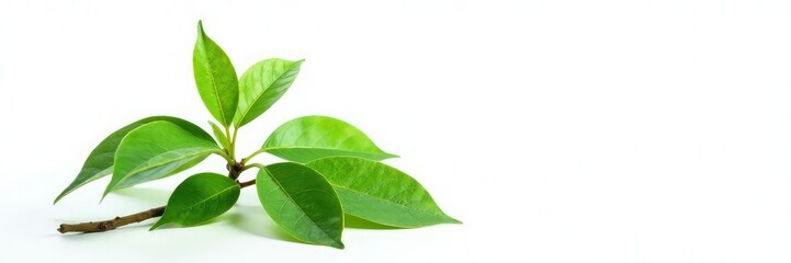 Obraz premium Foliage with a single stem isolated on white background, , plant life, leafy