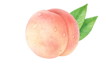Fototapeta premium 桃 イラスト 水彩 白桃