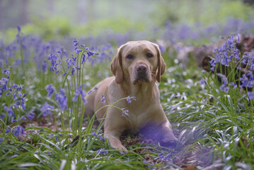 dog in the field
