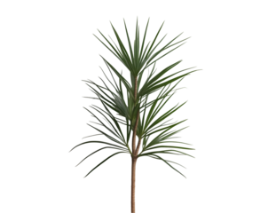 Captivating Cordyline Plant Portrait, Isolated Specimen Showcasing Narrow Leaf Shapes and Textural Details for Botanical and Nature-Inspired Visuals