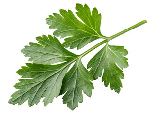 Fresh Green Parsley Sprig Isolated on Black Background Culinary Herb Ingredient