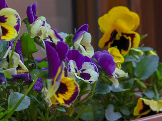 Potted flowers of yellow and purple colors, close-up