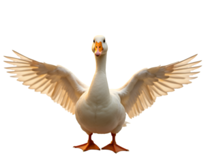 Captivating portrait of a goose displaying its majestic wings feathers glistening in soft warmth, symbolizing freedom and natural beauty in a unique pose