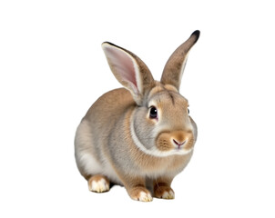 Obraz premium Captivating studio shot of a charming farm rabbit with remarkably long ears, set against a solid backdrop enhancing its endearing features and furry texture