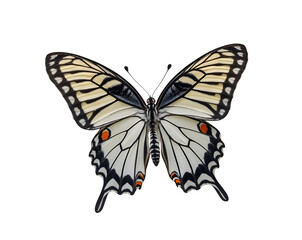 Captivating Zebra Longwing Butterfly Displaying its Wings Intricately Patterned with Bold Stripes and Delicate Markings in Detailed Close Up Isolated Composition
