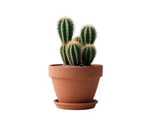 Charming cactus arrangement in terracotta pot, a delightful touch of desert beauty for your home or office, bringing warmth and natural elegance