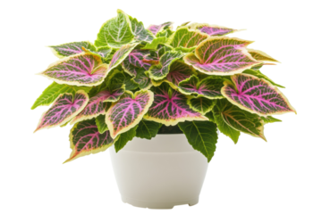 Vibrant Coleus plant in a white pot showcasing pink green and yellow leaves against a black on transparent background