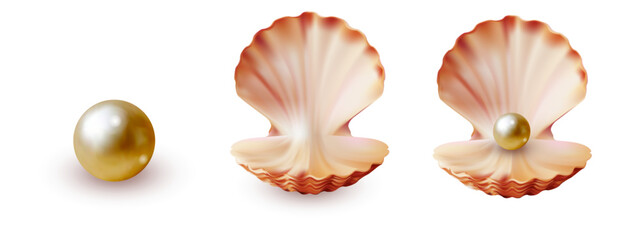 Vector realistic illustration of a golden pearl and two open seashells, one empty and one holding the pearl, on a white background. Ideal for jewelry, marine, or luxury-themed design.