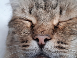 A cute silver kitten. Pets sleep in a cozy house. Funny adorable pet cats. The concept of a postcard