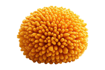 Vibrant orange flower a captivating close up shot against a stark black background Intricate on transparent background