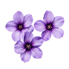 purple flowers isolated on transparent background cutout