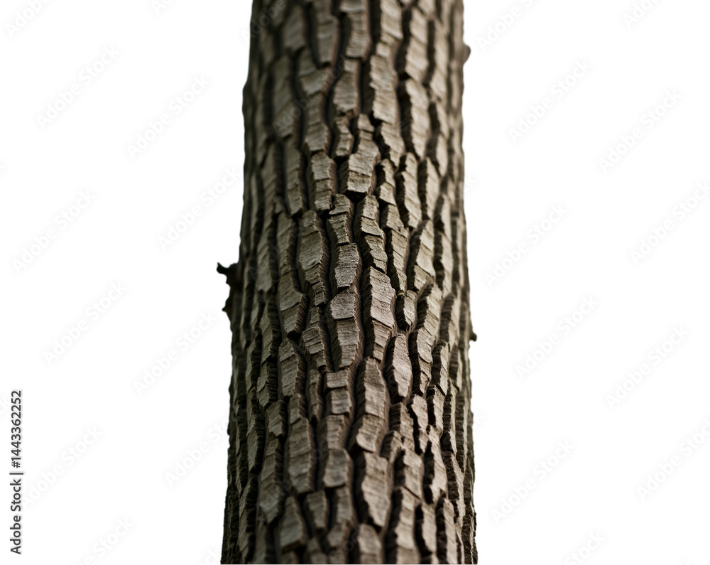 Poster close up of a tall tree trunk exhibiting a unique spiral bark texture against a stark isolated backd