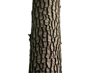 Fototapeta premium Close up of a tall tree trunk exhibiting a unique spiral bark texture against a stark isolated backdrop, showcasing natural patterns and organic design elements