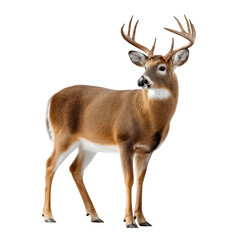 Fototapeta premium Majestic deer grazing in woodland landscape nature tranquil environment captured from side view wildlife conservation