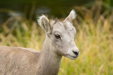 Close-up headshot of a kid goat with big brown eyes in a grassy field in the rocky mountains of Banff National Park, Canada