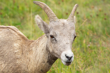 Close-up headshot of a kid goat with big brown eyes in a grassy field in the rocky mountains of...