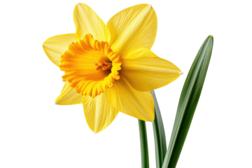 Vibrant yellow daffodil blossom a symbol of spring s arrival and new beginnings isolated on transparent background