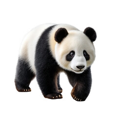 Panda walking gracefully in natural habitat wildlife forest environment close-up view animal behavior