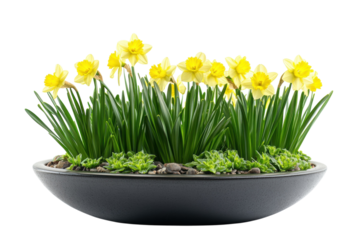 Vibrant yellow daffodils blooming in a modern gray planter showcasing springtime freshness and on transparent background